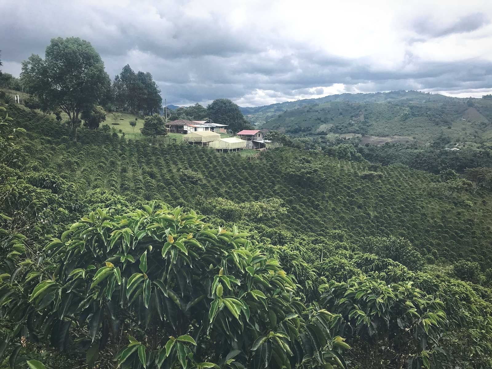 The story behind our decaffeinated Colombian coffee: the sugar cane process