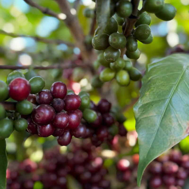 Wist jij iets over het branden van koffie voordat je Tom ontmoette?