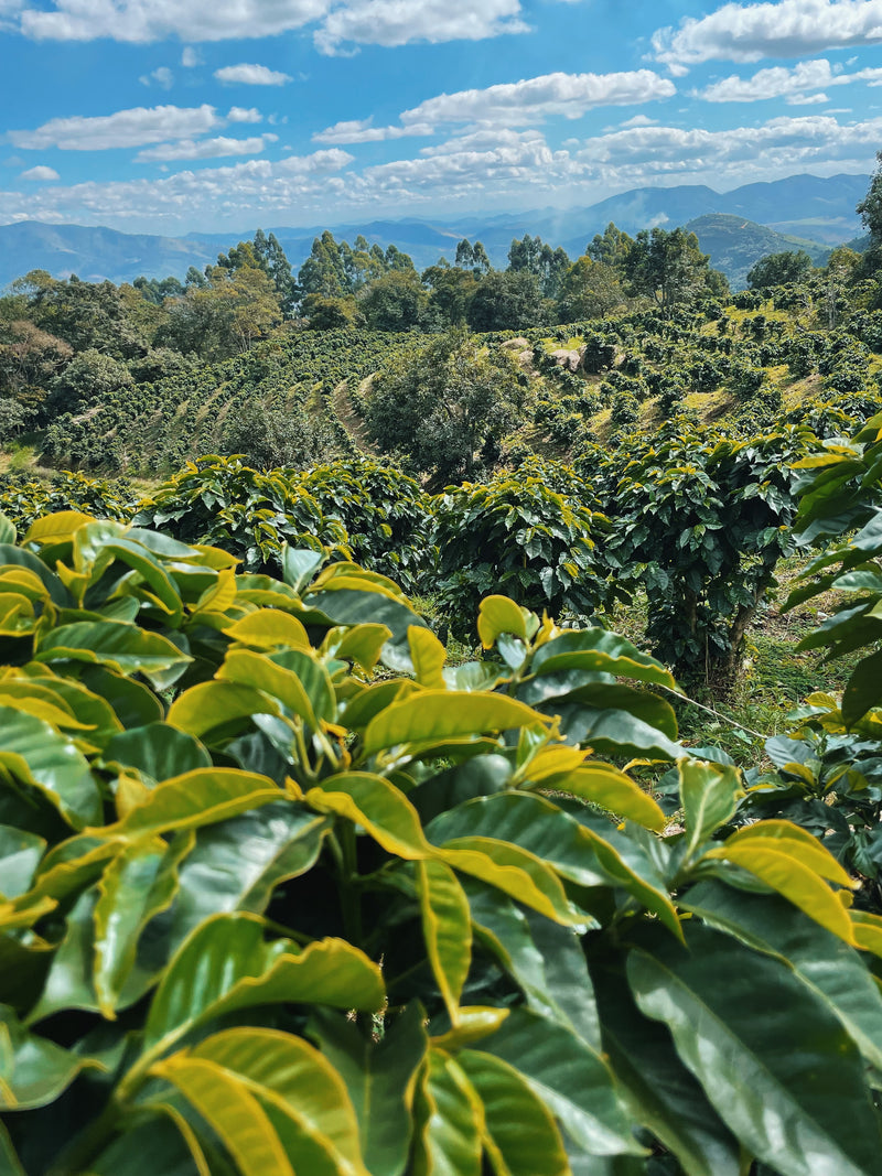 The journey of organic coffee from farm to cup at OR Coffee