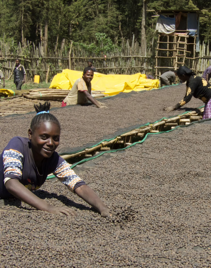 1. Inleiding tot koffie en cupping